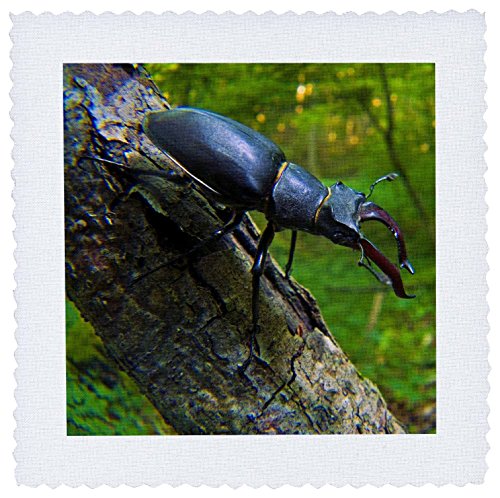 商品3drose qs_139726_2 stag beetle insect, switzerland - eu29